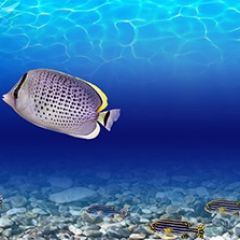 Кухонный фартук Фауна 026 МДФ матовый (3000) Fauna в Режи - rezh.mebel24.online | фото