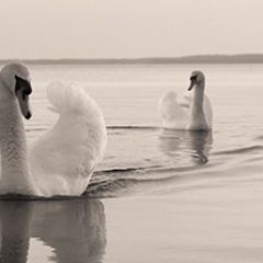 Кухонный фартук Фауна 029 МДФ матовый (3000) Fauna в Режи - rezh.mebel24.online | фото