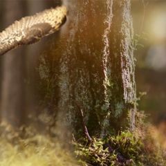 Кухонный фартук Фауна 038 МДФ матовый (3000) Fauna в Режи - rezh.mebel24.online | фото