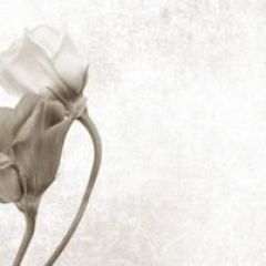 Кухонный фартук Цветы 069 МДФ матовый (3000) Flowers в Режи - rezh.mebel24.online | фото